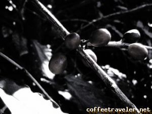 Cerejas 64