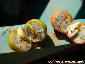 Conchas Triplos