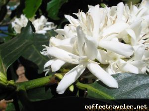 Flor close4 1 2