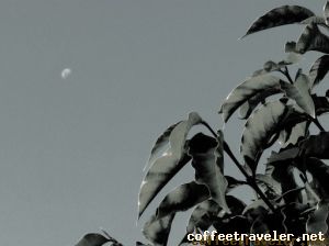 Folha Lua 512 x 384