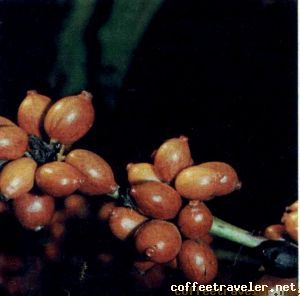 Gr  os.Robusta   Cereja