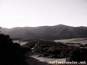 Heliodora 11 675 x 506