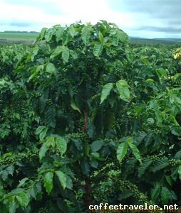 catuai close