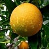 1008 Acidez1 laranja