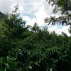 1104 Mitos Piatan 1
