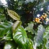 1106 douradoVerde