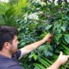 1108 Catucai a  u