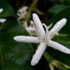 1108 Maragogipe flor CHPDiaman