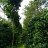 1108 Piata AgroFl