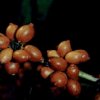 1110 Gr  os Robusta   Cereja