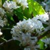 1110 Primavera florada