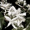 400 Florada EBWFX