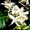 400 Florada ECFX