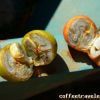 Conchas Triplos