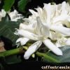 Flor close4 1 2