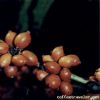 Gr  os.Robusta   Cereja