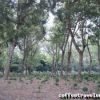 Guatemala shadeplantt 1