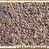 KopiLuwak secagem