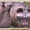 Luwak the animal