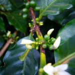 As Loucas Floradas de Dezembro