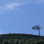 Treinando Caçadores de Cafés - PROJETO #1