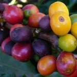 Coffee Hunters Projeto #2: Paralelos 16 e 23 Sul