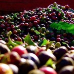 Sobre o Tamanho da Safra de Café do Brasil