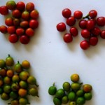 Sobre Joaninhas & Baratinhas: Variedades Híbridas - 1