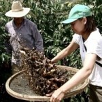 True Stories from Coffee People: Gente do Café - 2