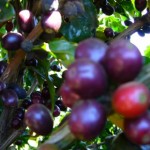 Porque o Café é uma Fruta! - 1