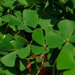 2011: Renovando expectativas!