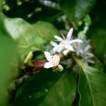 Por que o Café é Bebida Singular?