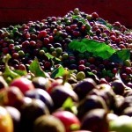 Café: Mitos, Paradigmas e Dogmas - 1