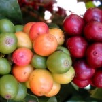 Tempo de Colheita: Seja um Colhedor de Café por uma Manhã!