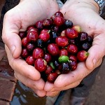 Projeto Educacional: Cursos e Workshops para Coffee Lovers