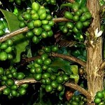 Sobre arabicas e robustas - 2