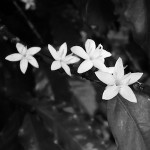 Subtropical, Serjão, Subtropical! - 5