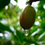 Subtropical, Serjão, Subtropical! - 2