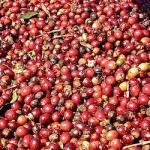 Separando o Joio do Trigo ou o Açaí e o Milho do Café...