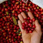 COFFEE HUNTERS 2012 - Projeto #5